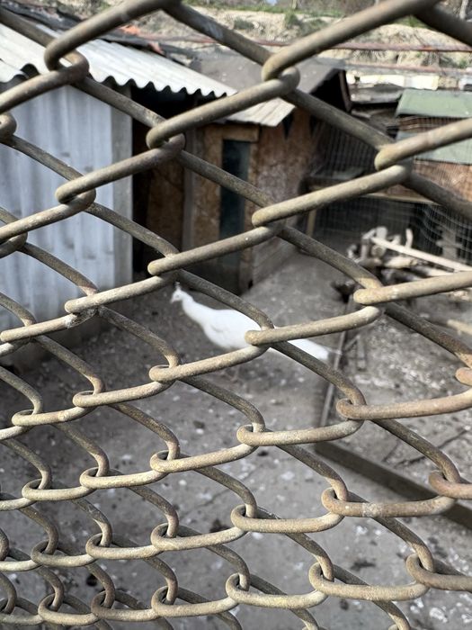 Продавам фазани-мъжки и женски