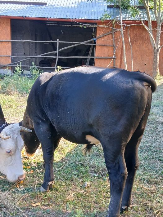Vand tauras angus