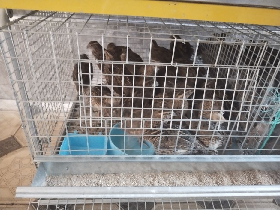 Bedna tuxum qo'yadigan srochna sotladi