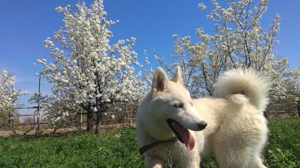 Сибирский хаски йуколди