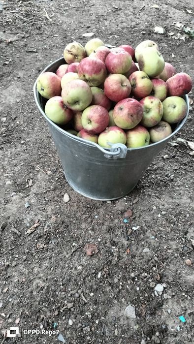 Продам яблоки вкусные.