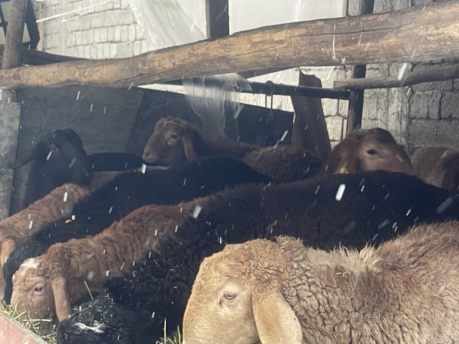 Arashan zotdor qòchqorlari