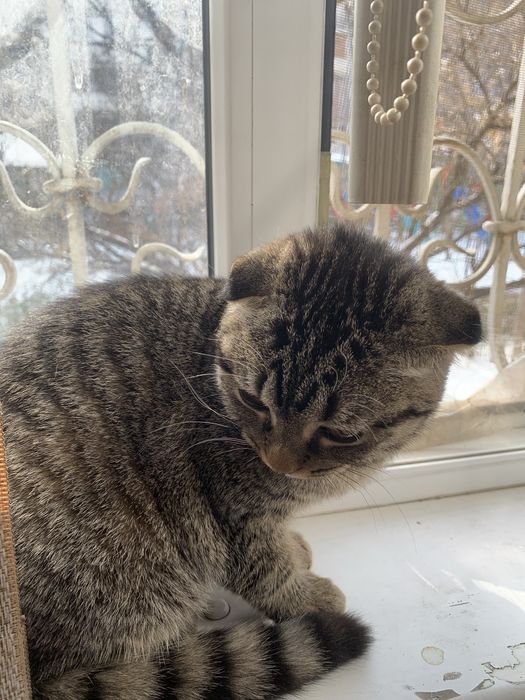 продам вислоухую кошку