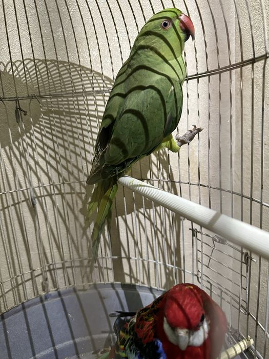 Ajrella moda sotiladi