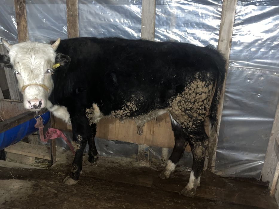 Өгіз бұқа еркек бұзау