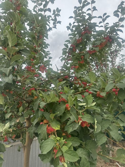 Продается дом, 8 участок