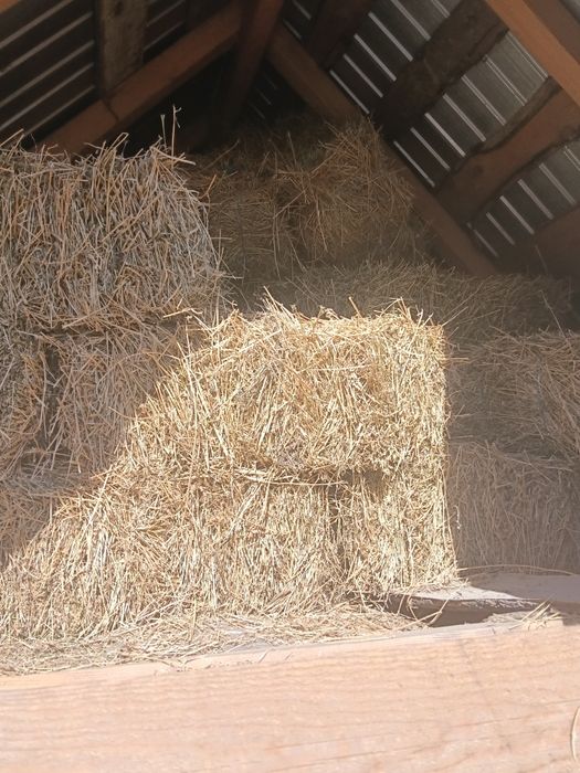 Baloți deucernă și lucernă urcată