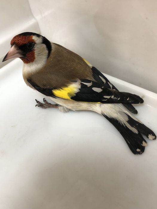 Щегол Зимник самец