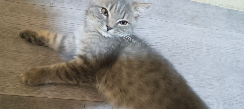 Mushuk sotiladi parodali tez va arzon oxirgi mushukchamiz