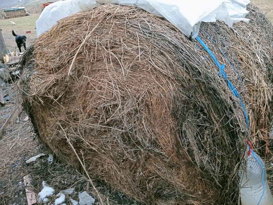 Baloti ovaz , iarba si lucerna a treia cosire