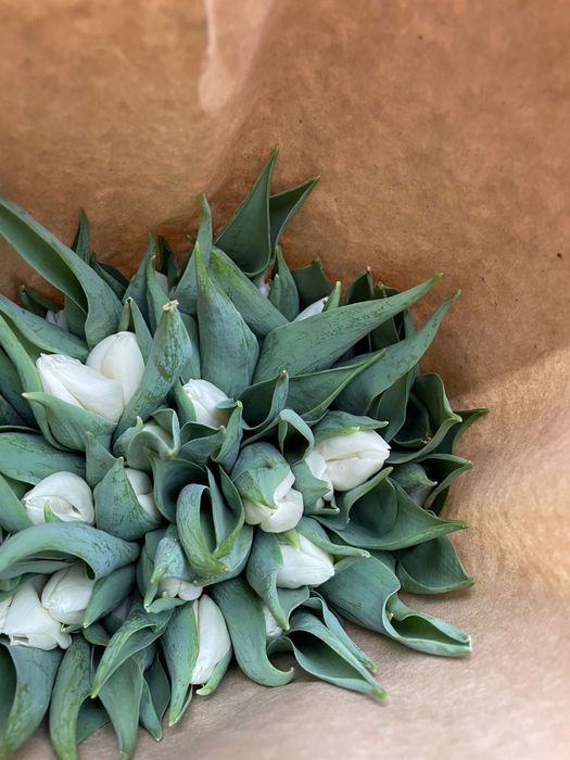 Тюльпан передзаказ