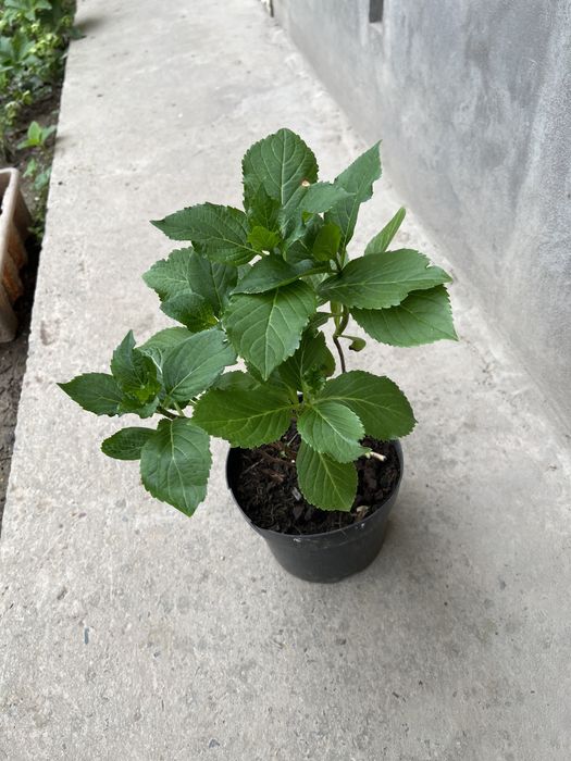 гортензия крупнолистная