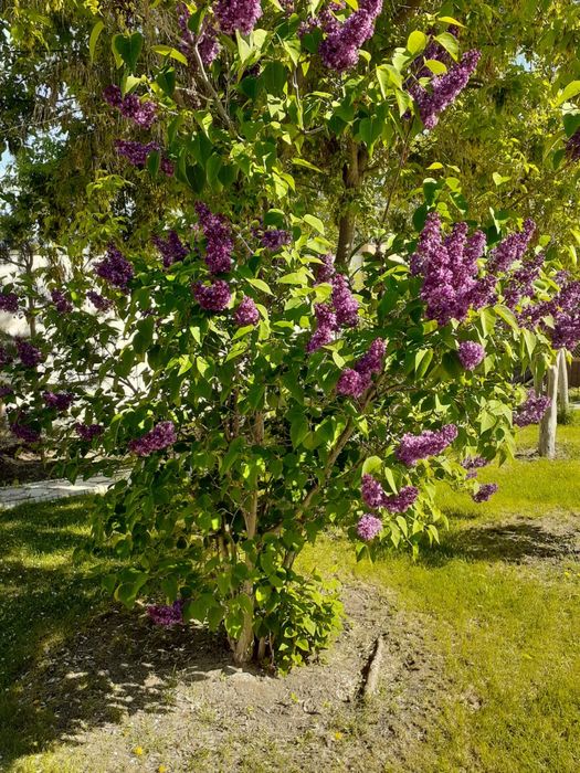 Продается сирень