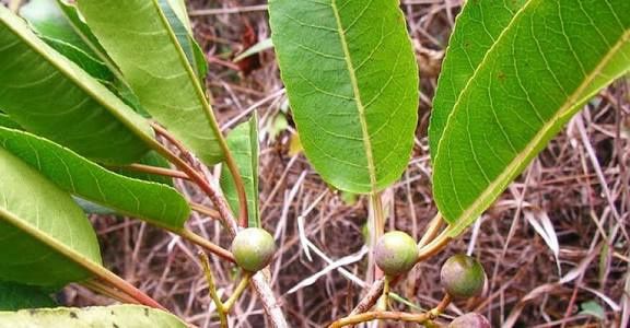 Prun  african la ghiveci