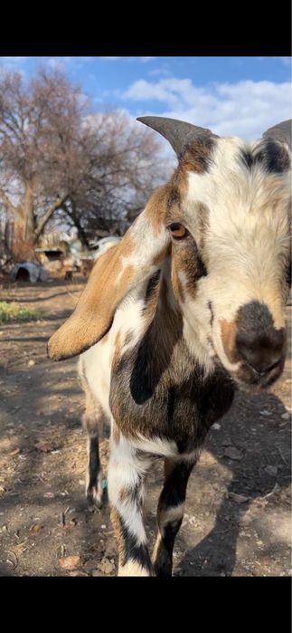 Англо-нубиец 100% ищит невесту