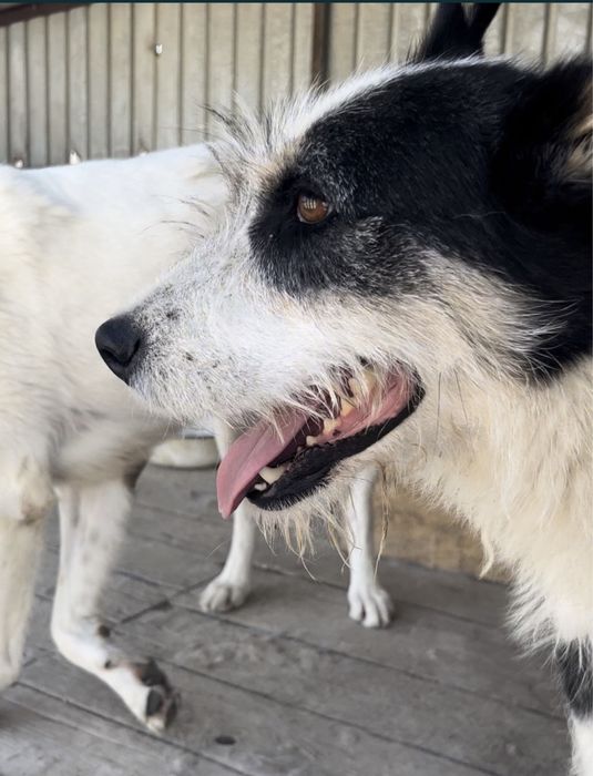 Екі итке мейрімді жанұя іздейміз