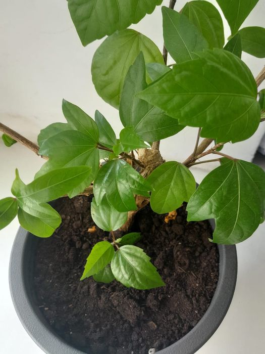 Гибискус комнатный цветок