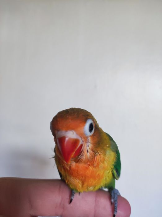 Ruchnoy popugay sotiladi