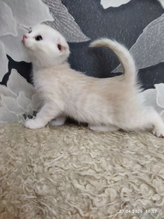 Продаются шотландские котята