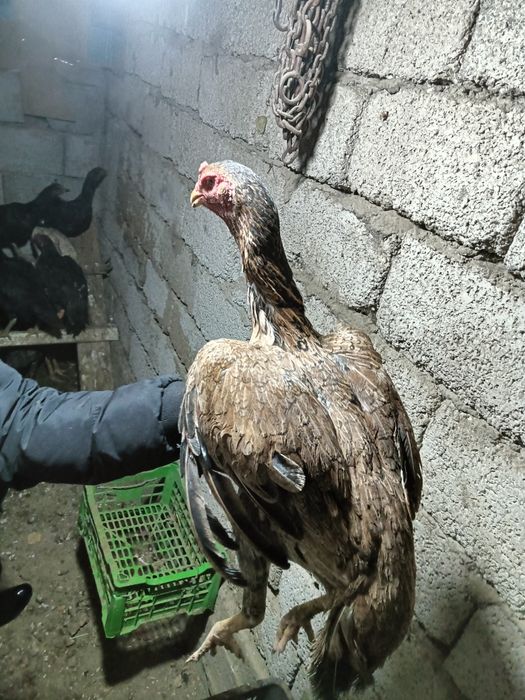 Дакар тауык кораз