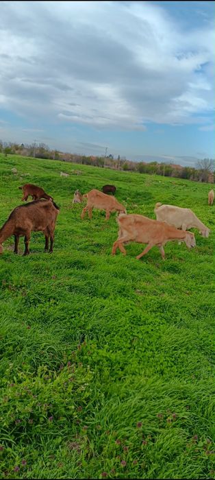 Продавам 5/пет/ кози, един пръч и 9/девет/ ярета