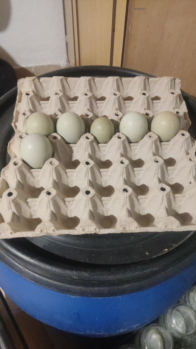 Яйца за люпене от Пуйки и кокошки