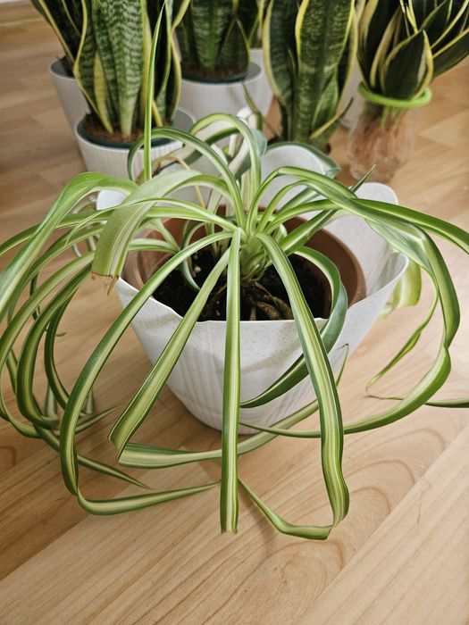 Комнатные цветы в большом ассортименте