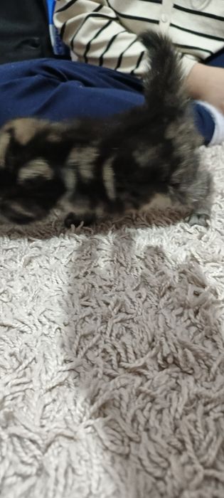 Котята вислоухие