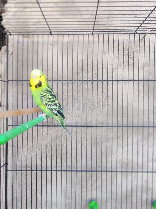 Говорящий попугай