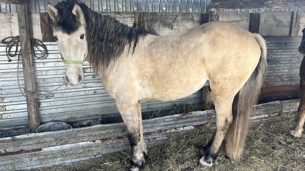 Айғыр   сатылады