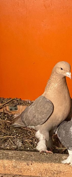 Продается турецкая такла