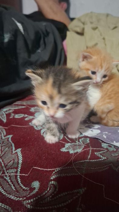 Срочно отдам котят