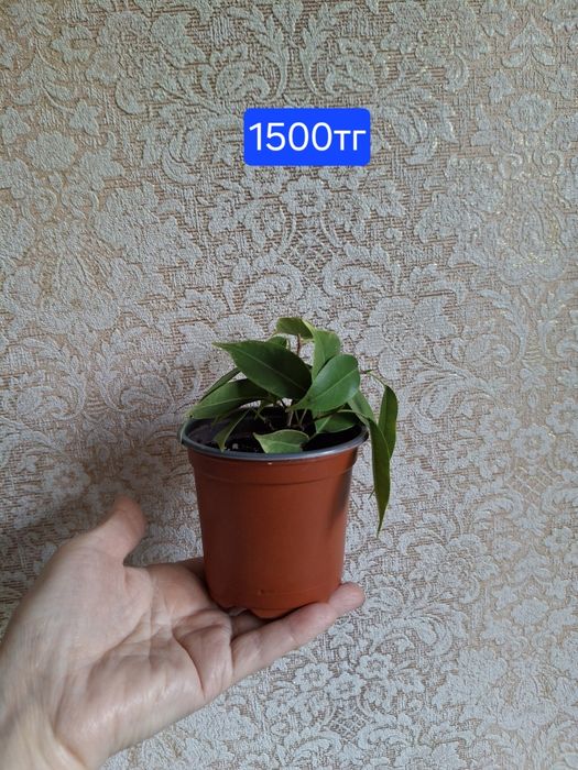 Фикусы. Комнатное растение