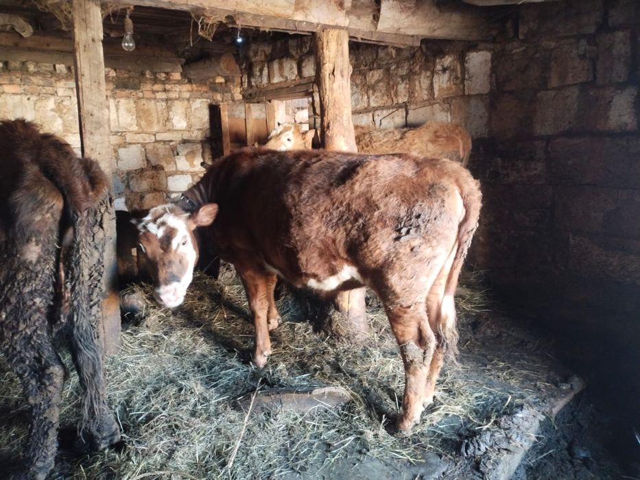 2 годовалые телки