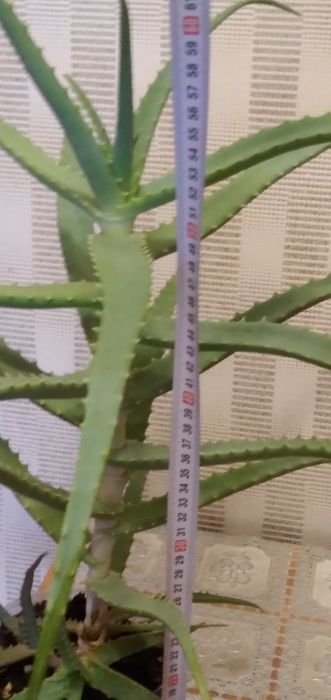 Листья алоэ столетник  5 летний.