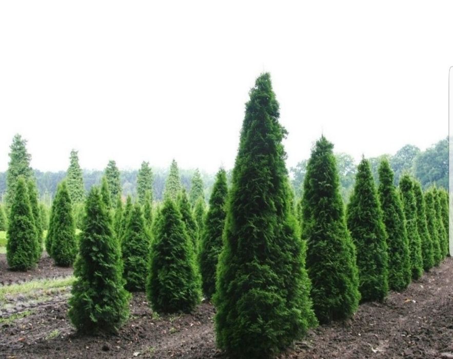 Leylandii gard viu, Chiparos Leylandii, Leylandri gard viu vesnic.