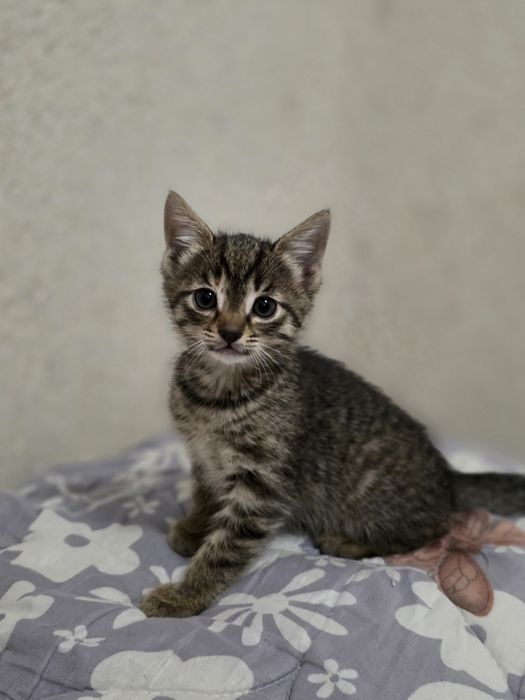 Кошка девочка 2 месяца