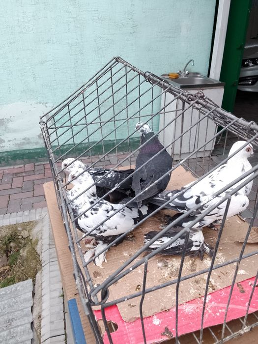 Голуби Сочи тараз