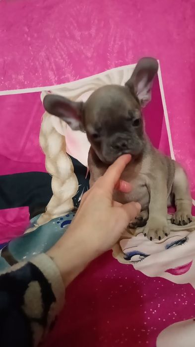 Французские бульдоги мальчики и девочки