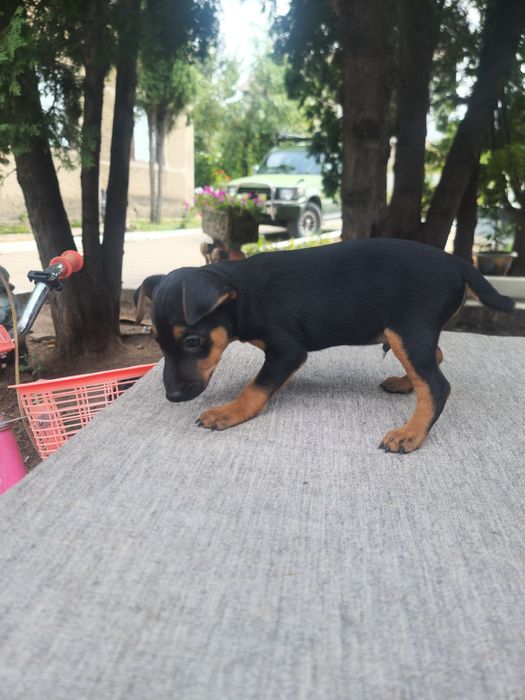 Немецкий Ягтерьер