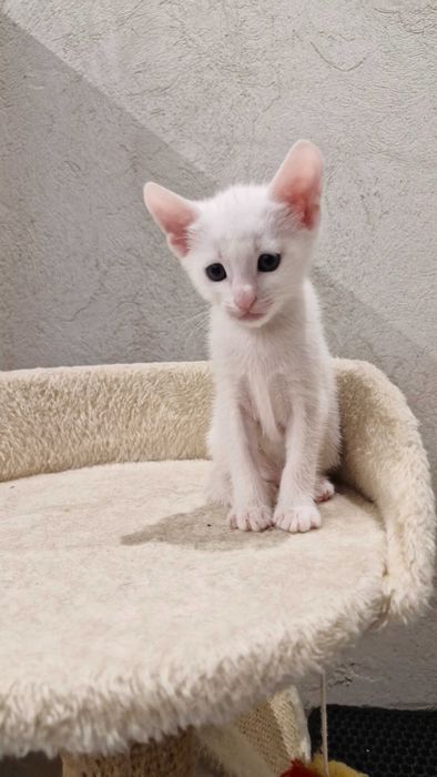 Adoptie responsabila