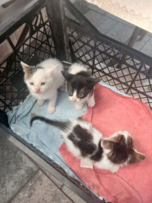 Donez pisici   gratuit care manca mâncare