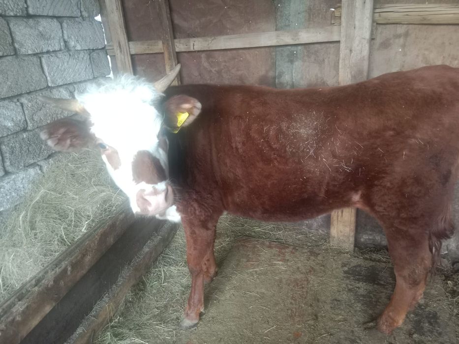 .кашар былтыргы 2 бас