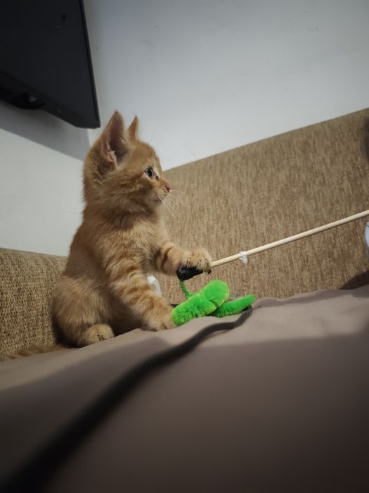 Отдам котенка в хорошие руки
