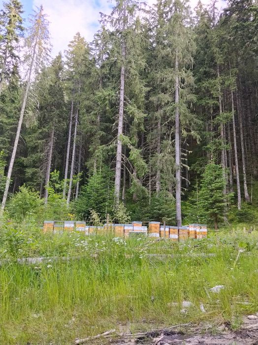 Miere naturală din zona montană – direct de la apicultor