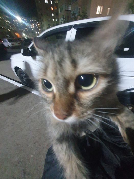 Котность 7 месяцов