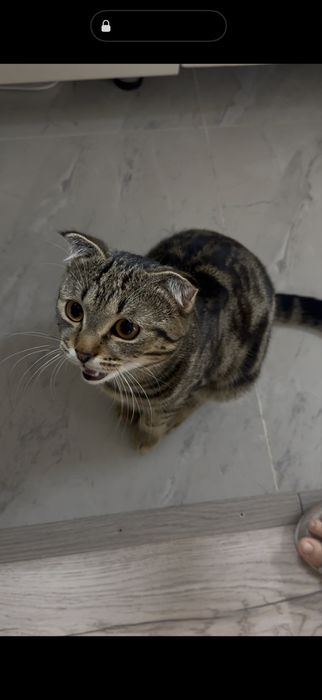 Шотландский вислоухий, бенгальский Кот