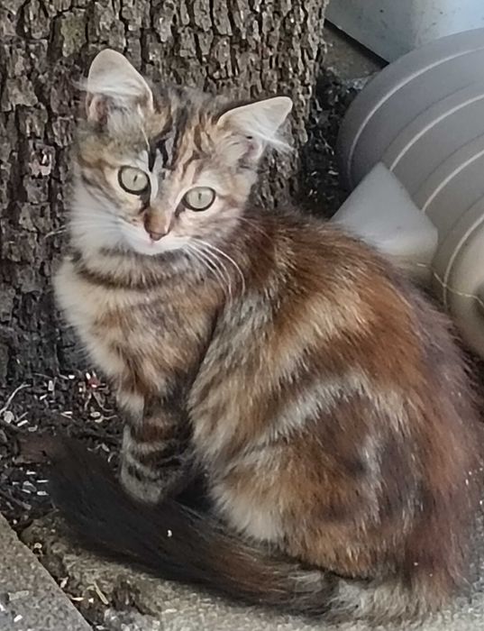 Подарявам котета