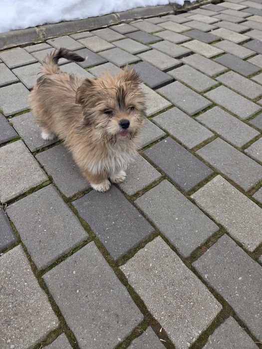 Catelusa  Shih Tzu de vanzare