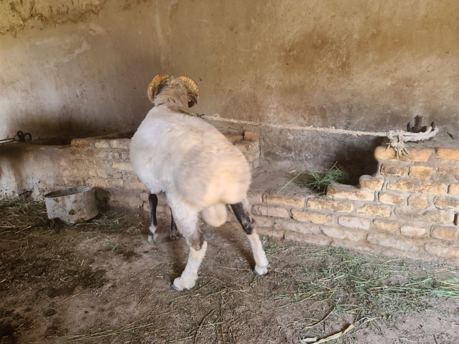 кочкорло..qo'zilorombo  йемланип дурипди  бугоз койлором бо галишилади